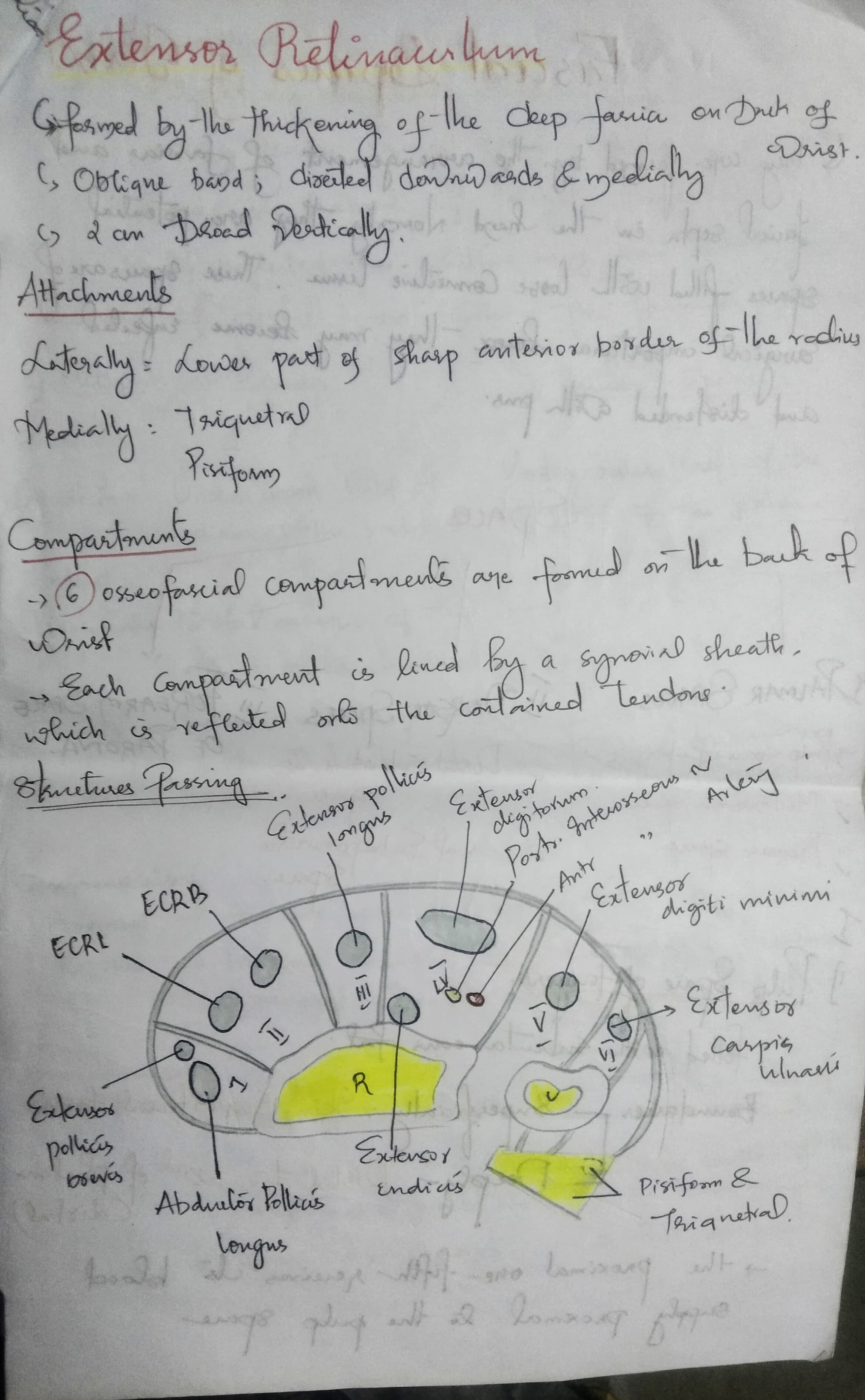 Extensor Retinaculum