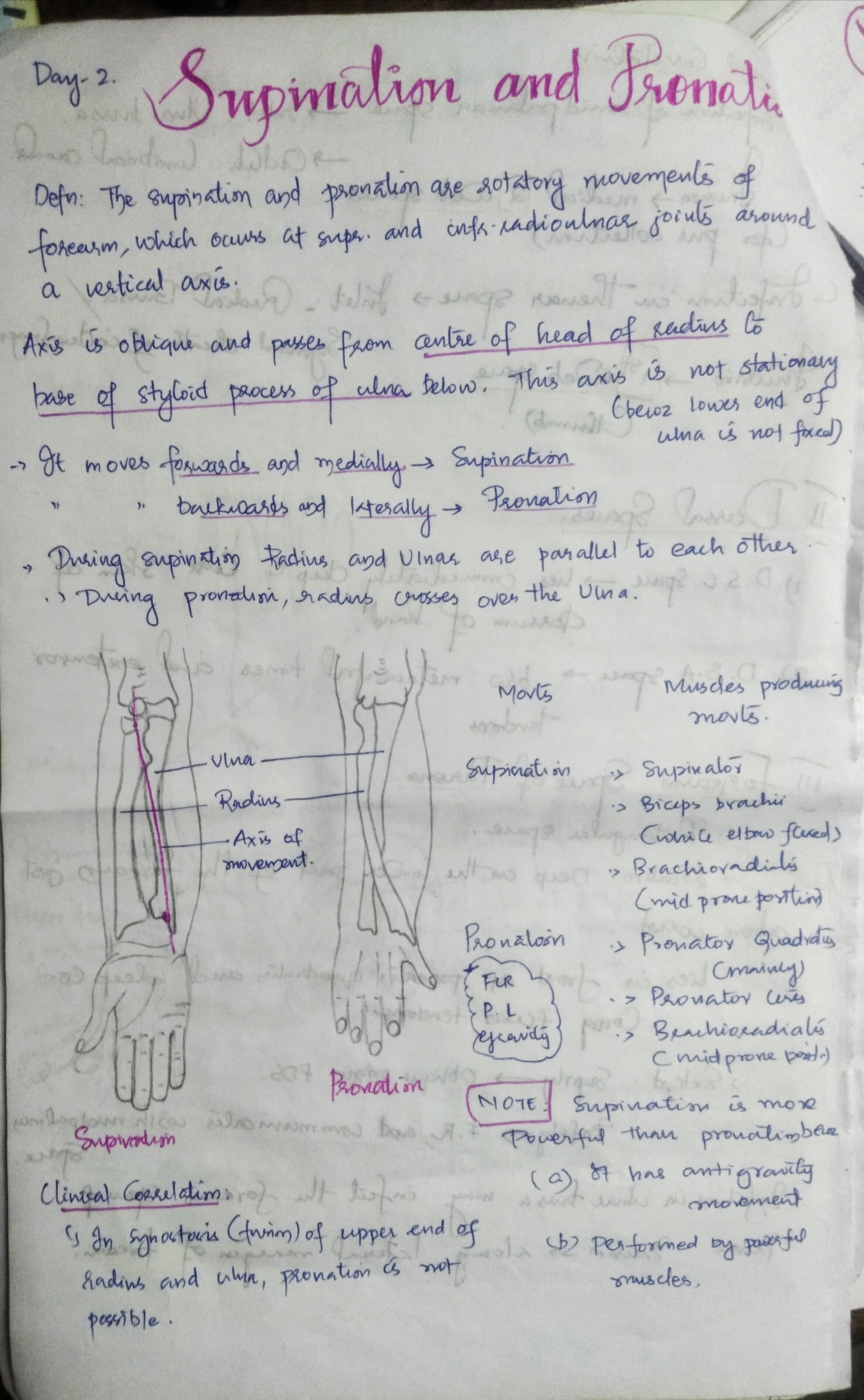 Supination and Pronation