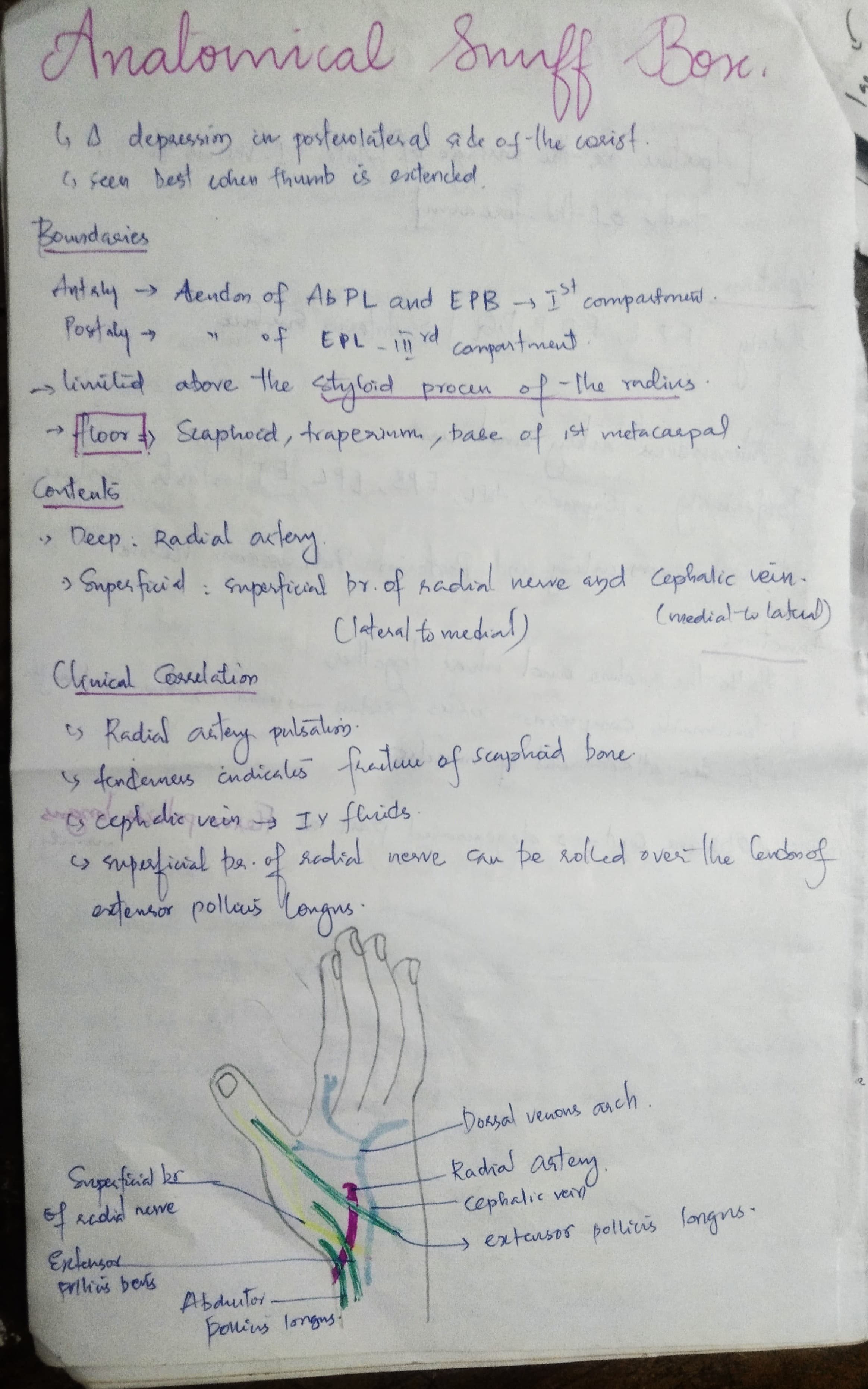Anatomical Snuff Box