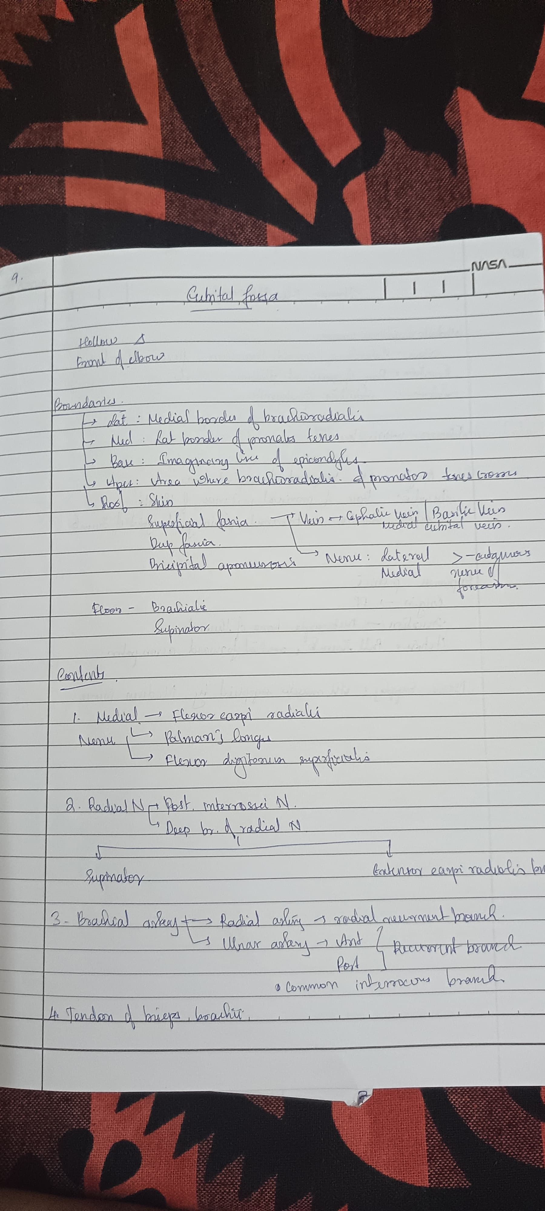 Cubital fossa