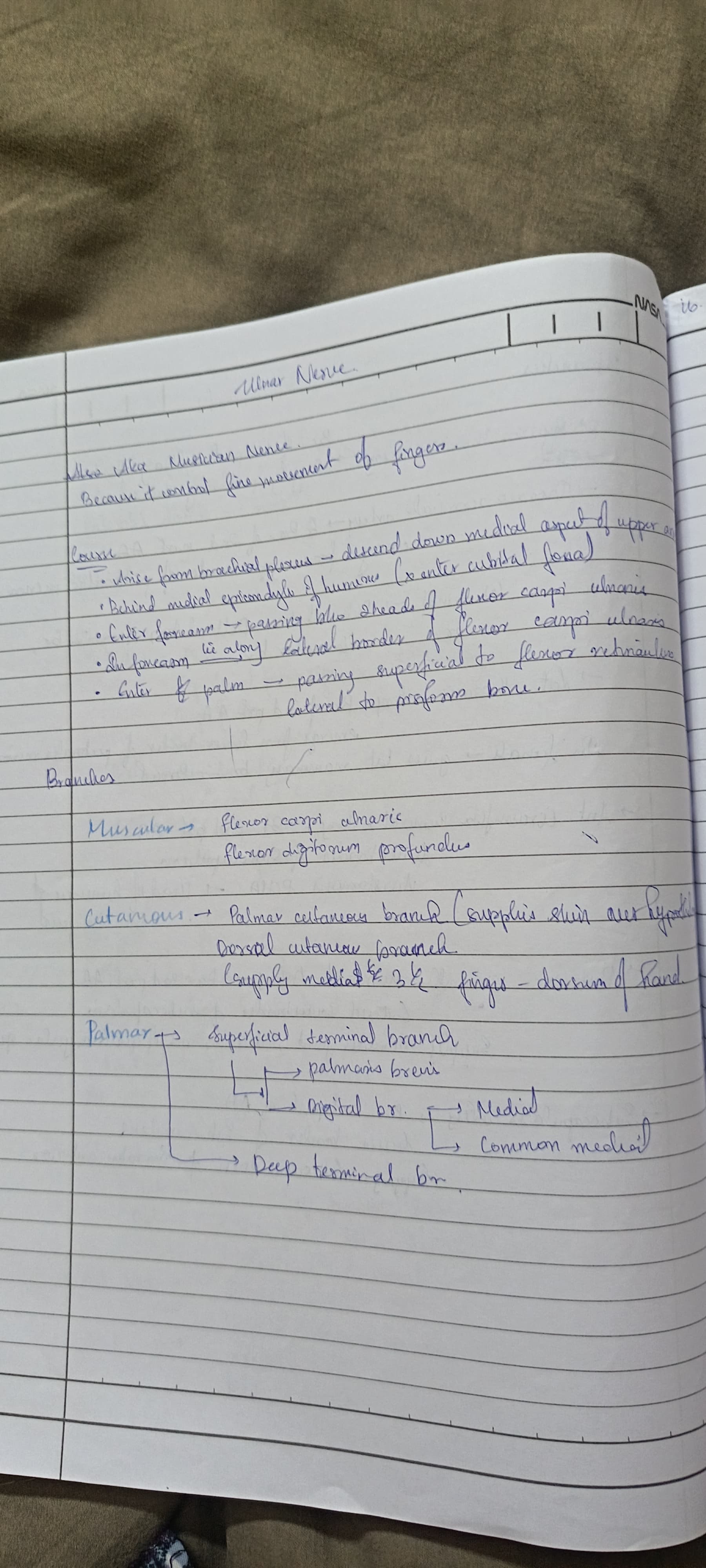 Ulnar artery