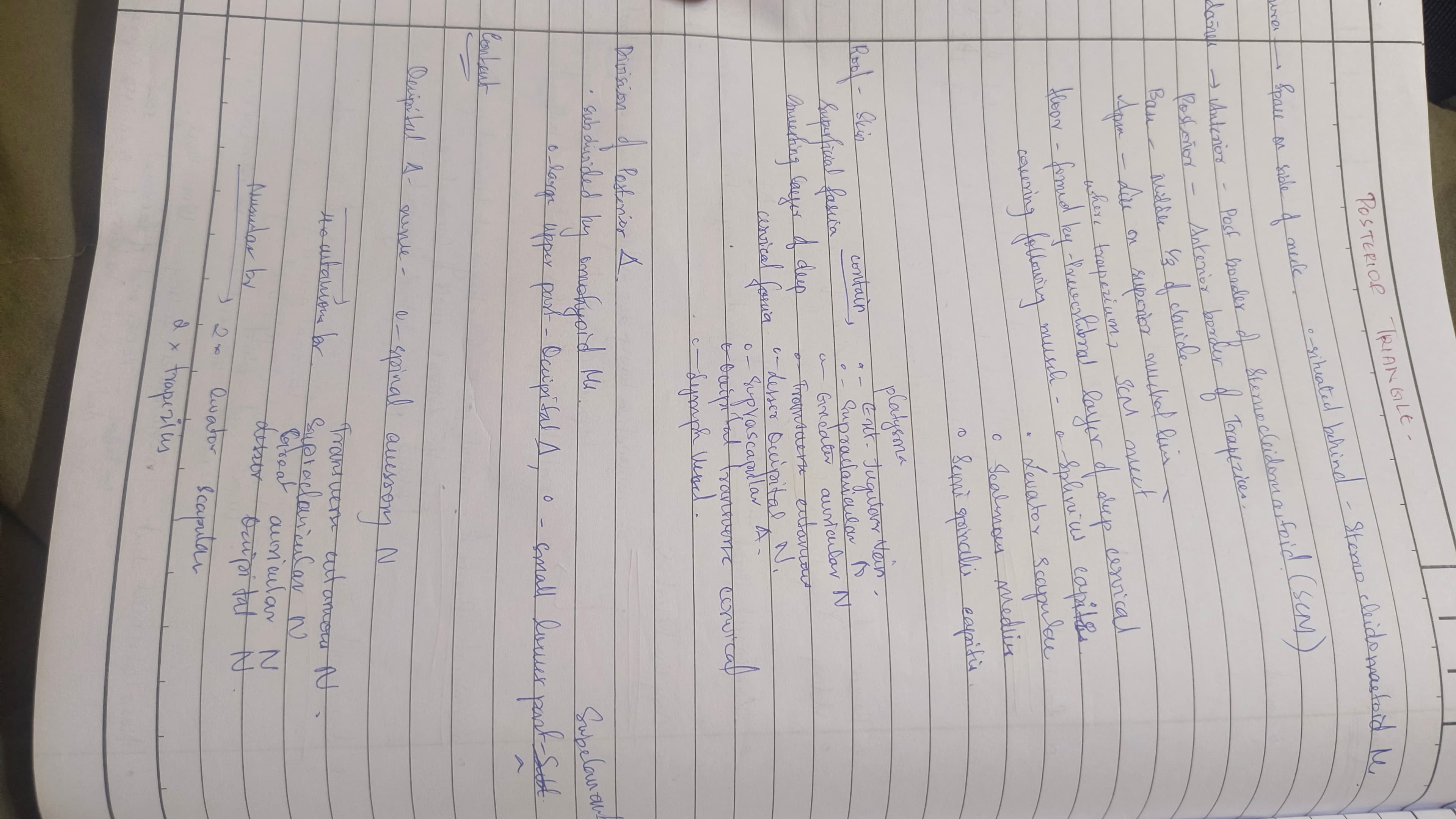 Posterior triangle - Slide 1