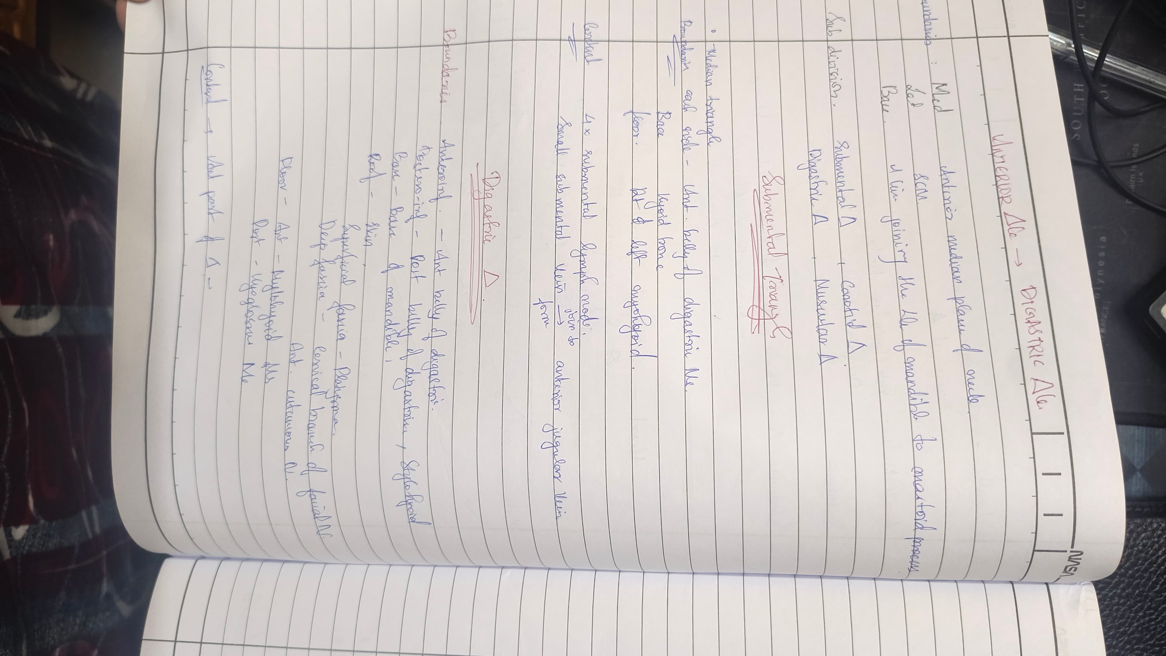 Anterior triangle - Slide 1