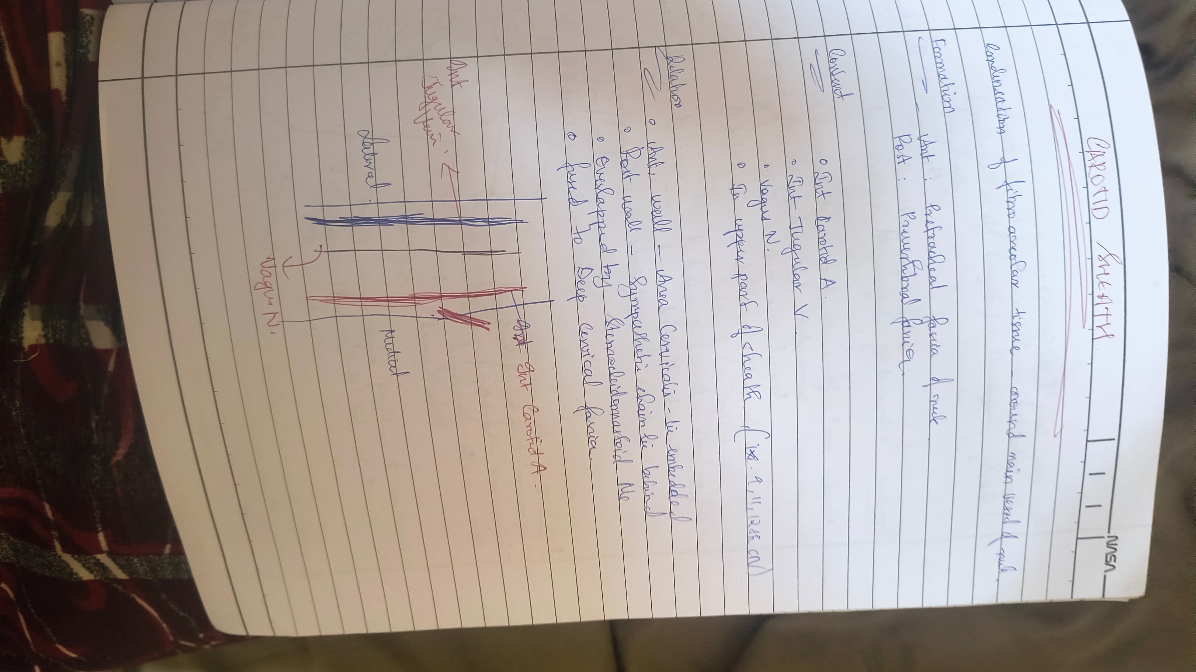 Carotid sheath