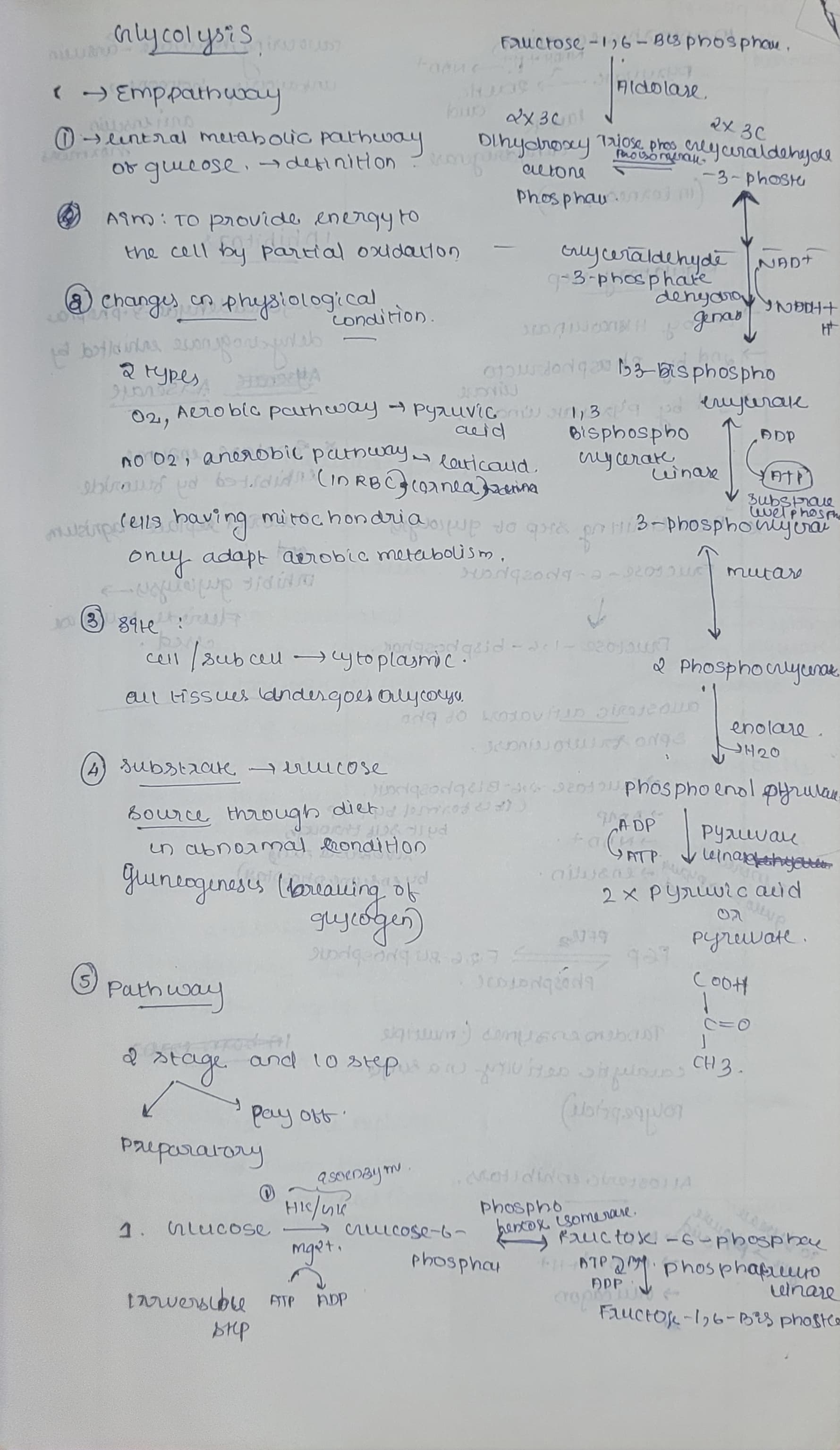 Glycolysis - Slide 1