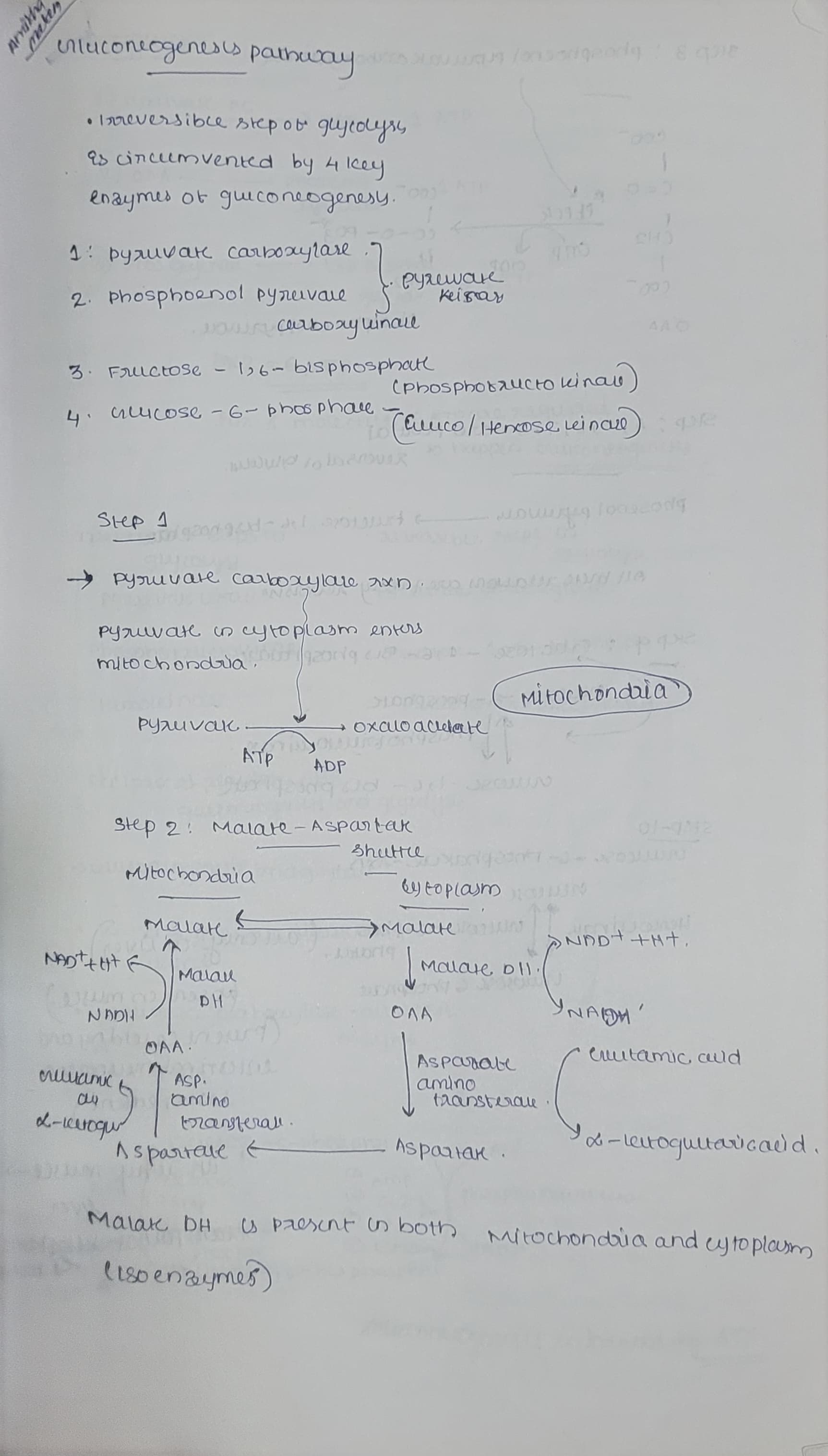 Gluconeogenesis - Slide 1