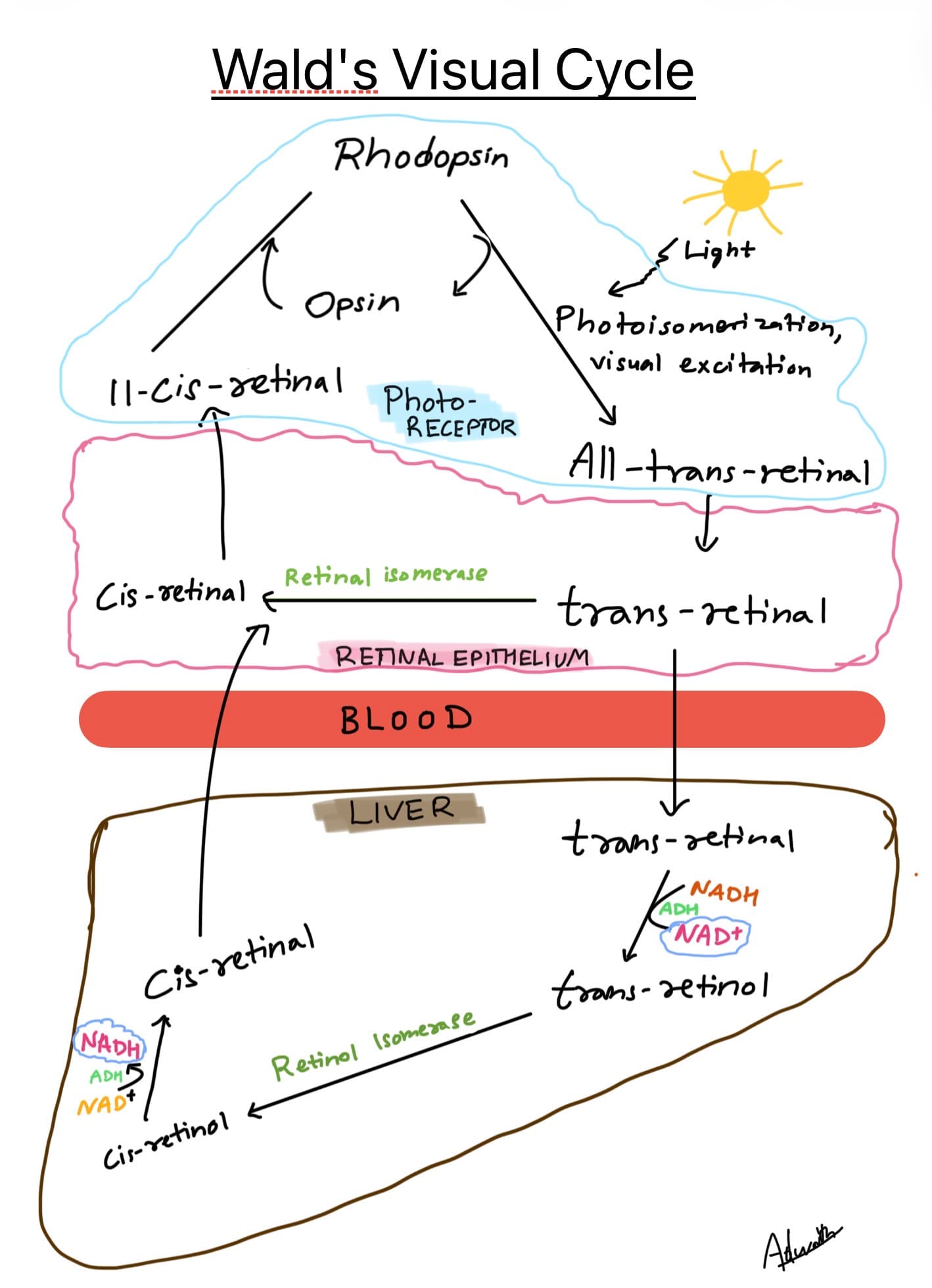 Wald’s Visual cycle Vitamin A 