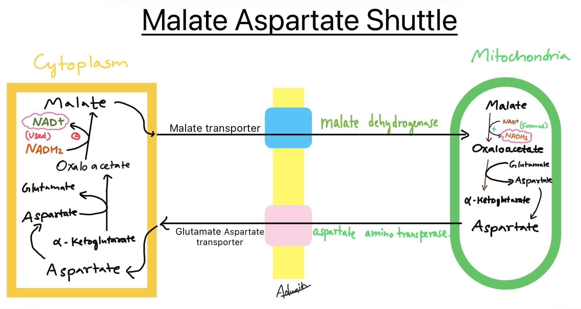 Malate aspartate shuttle biochemistry  - Slide 1