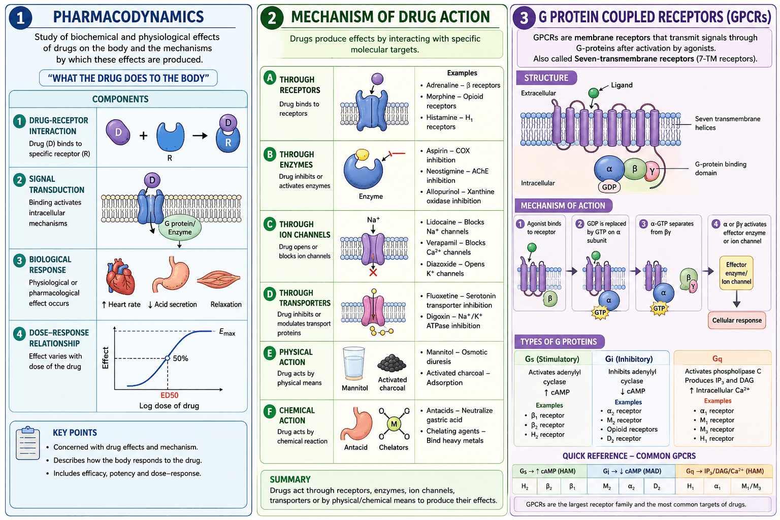 Pharmacodynamics , Mechanism of drug action 