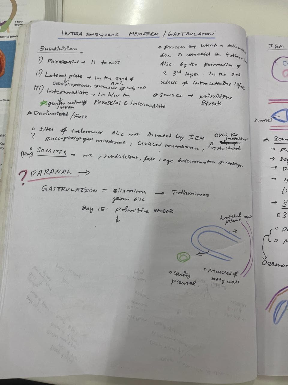 Intraembryonic Mesoderm IEM 