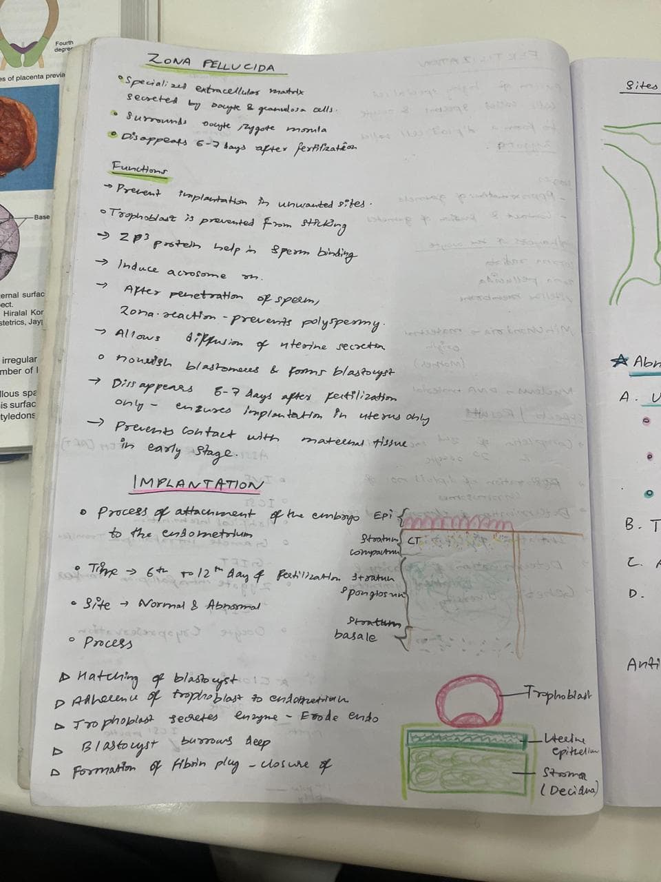 Fertilization and Implantation  - Slide 1