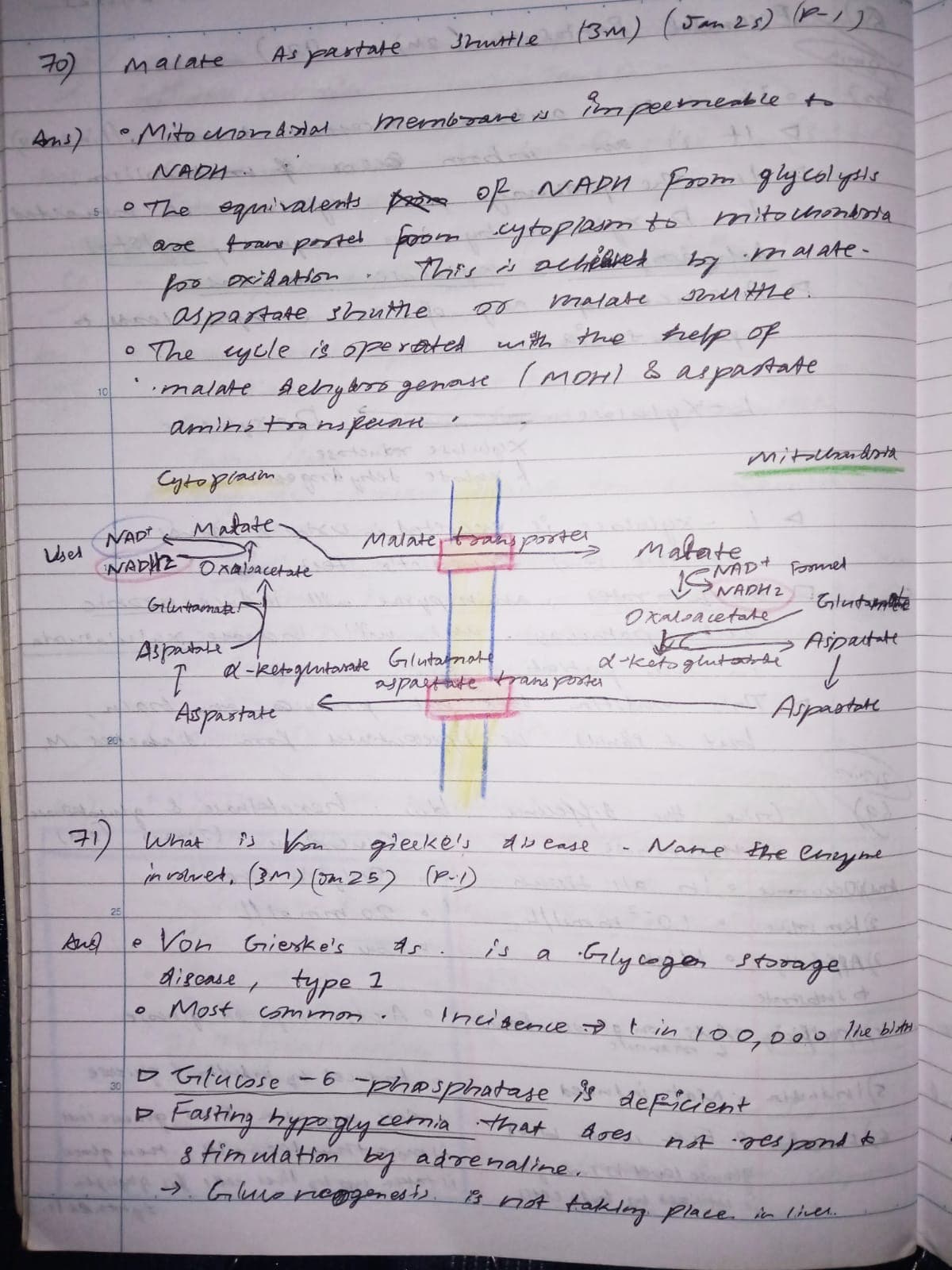 Malate Aspartate Shuttle Biochemistry 