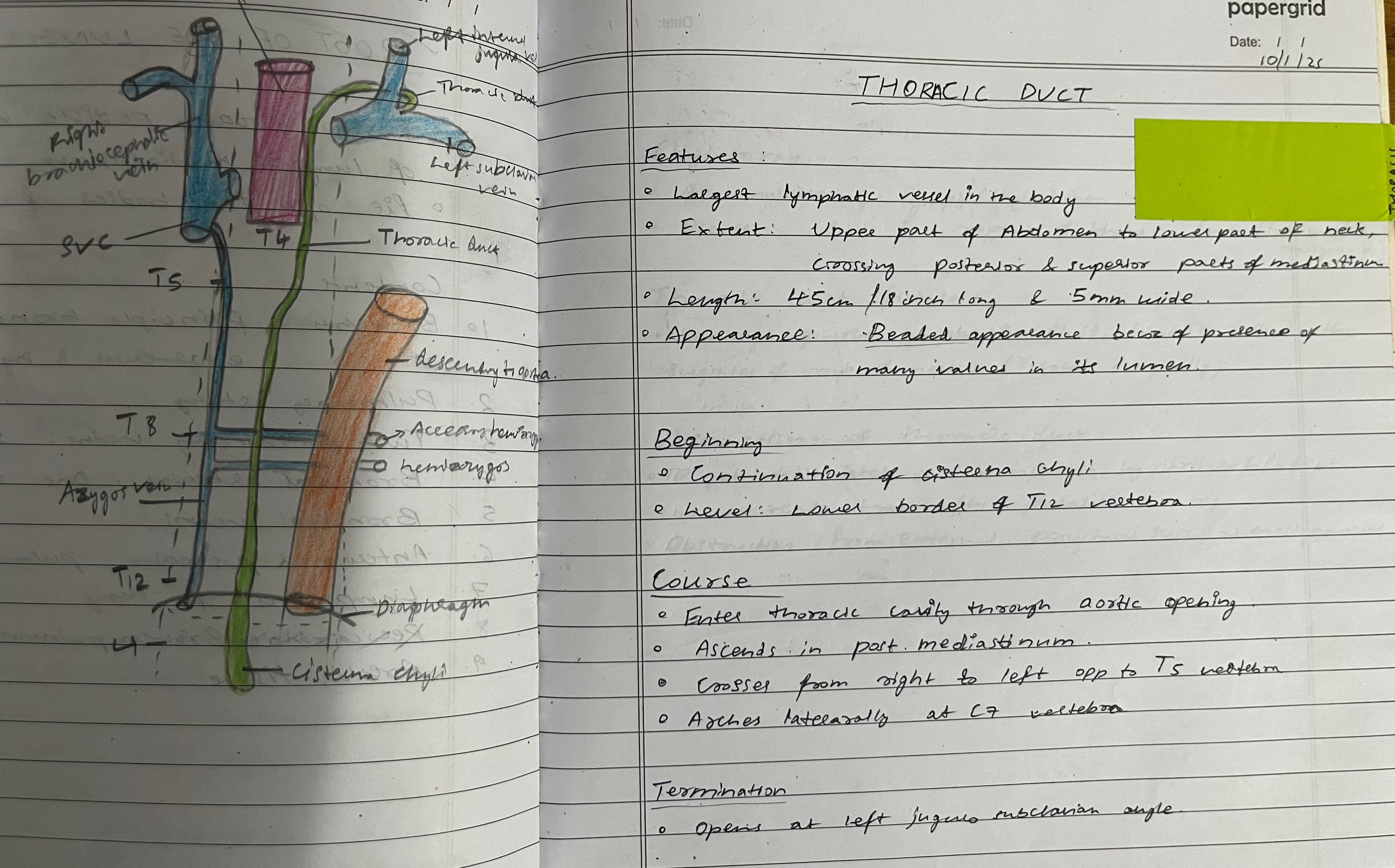 Thoracic Duct 