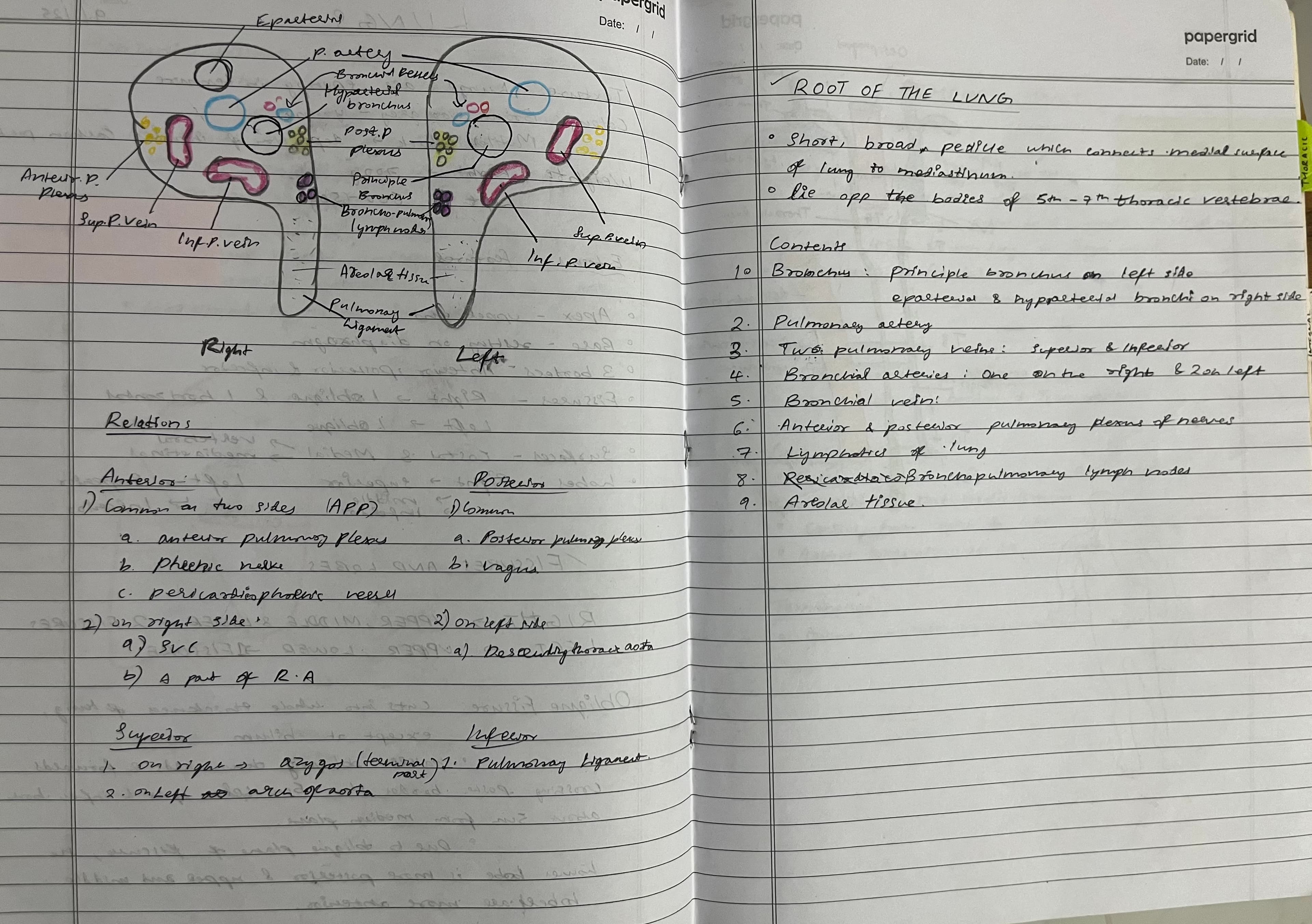 Root of lungs anatomy 