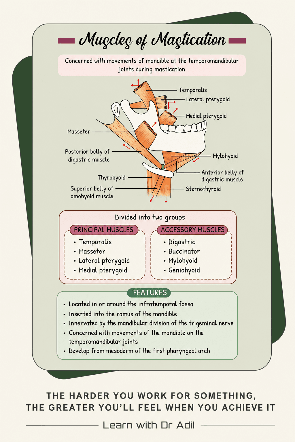 Muscles of mastication 
