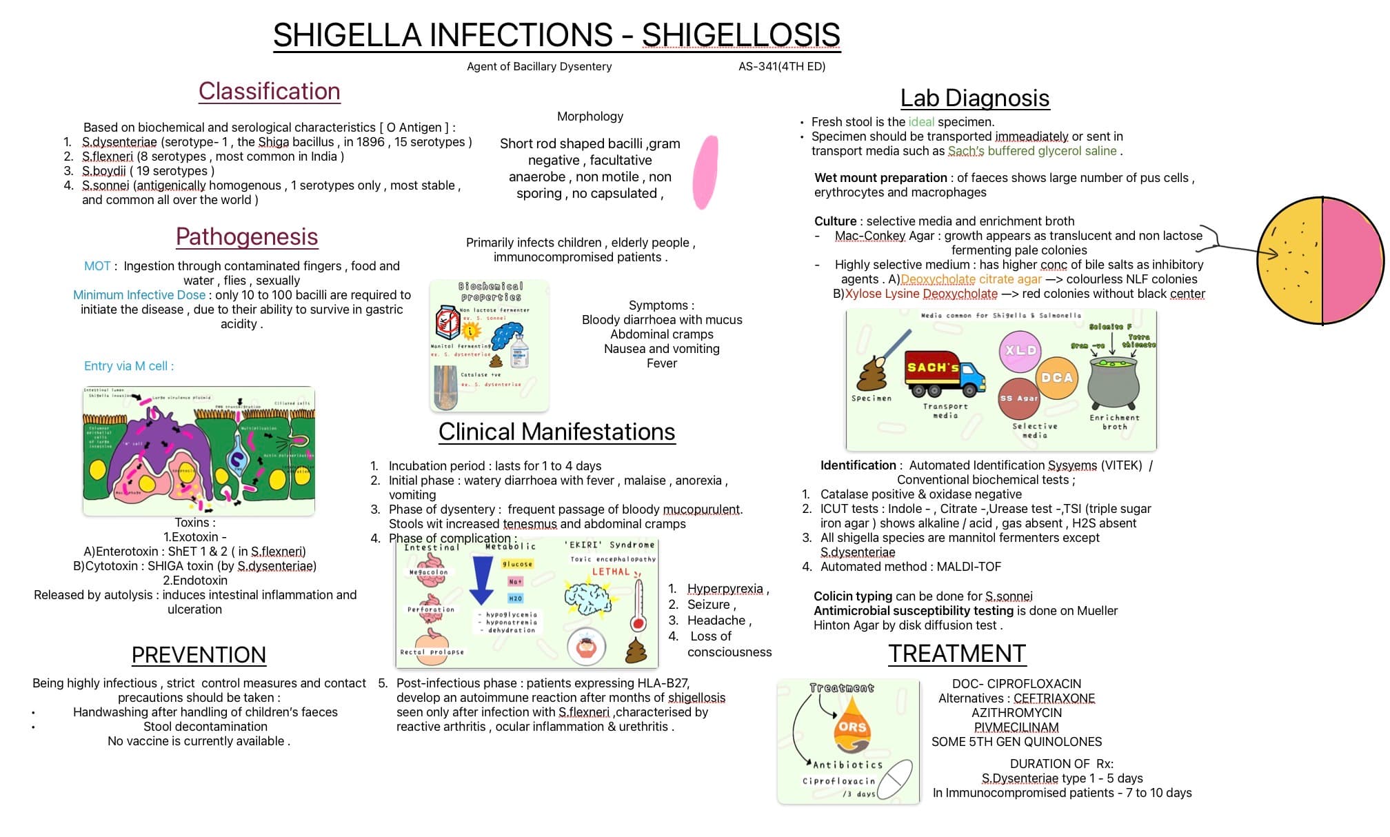 Shigella