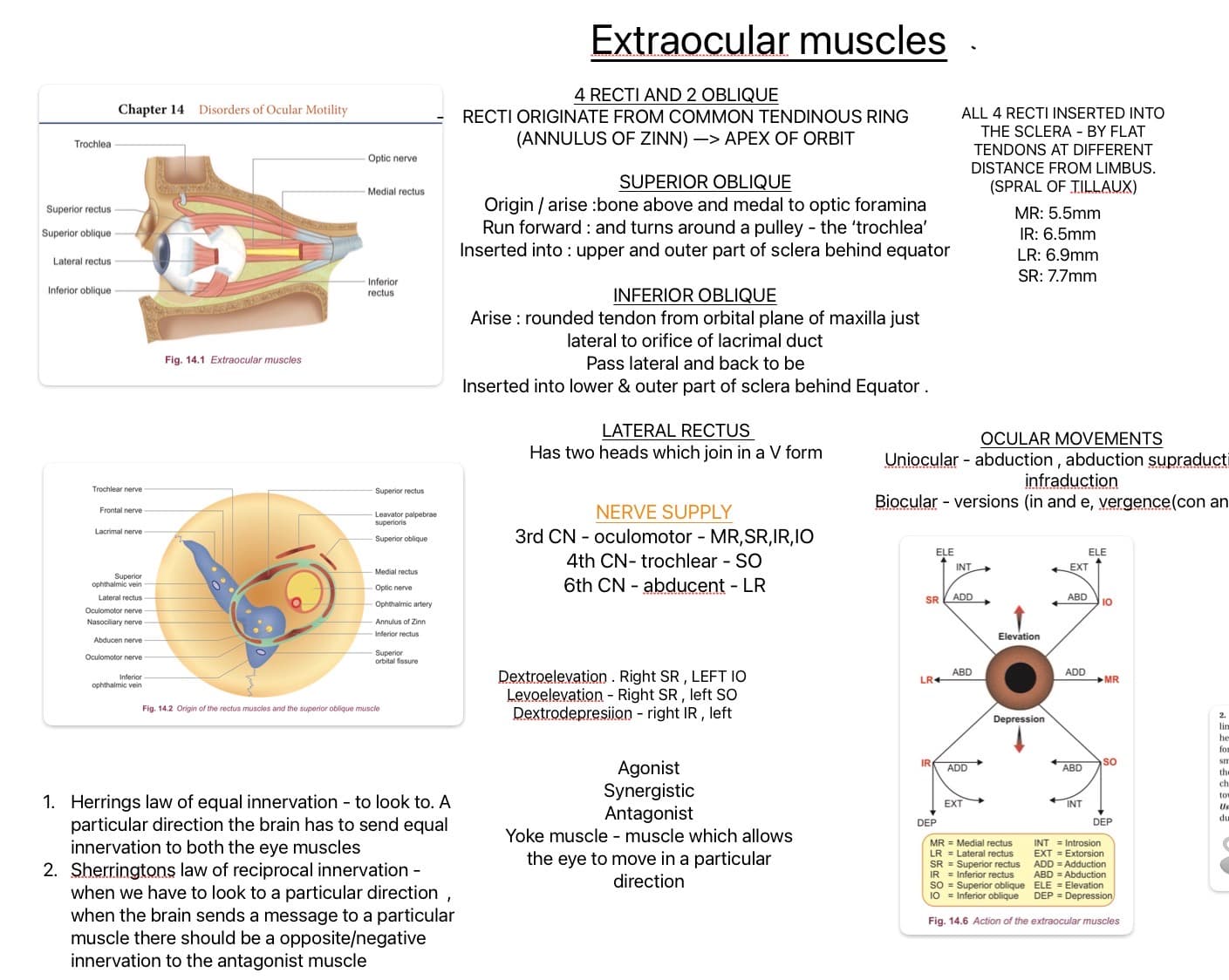Extraocular Muscles