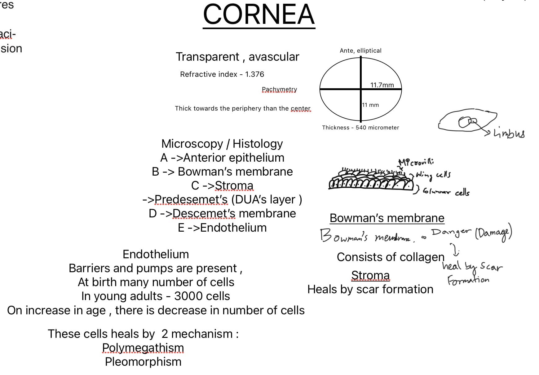 Cornea and Lacrimal Apparatus  - Slide 1