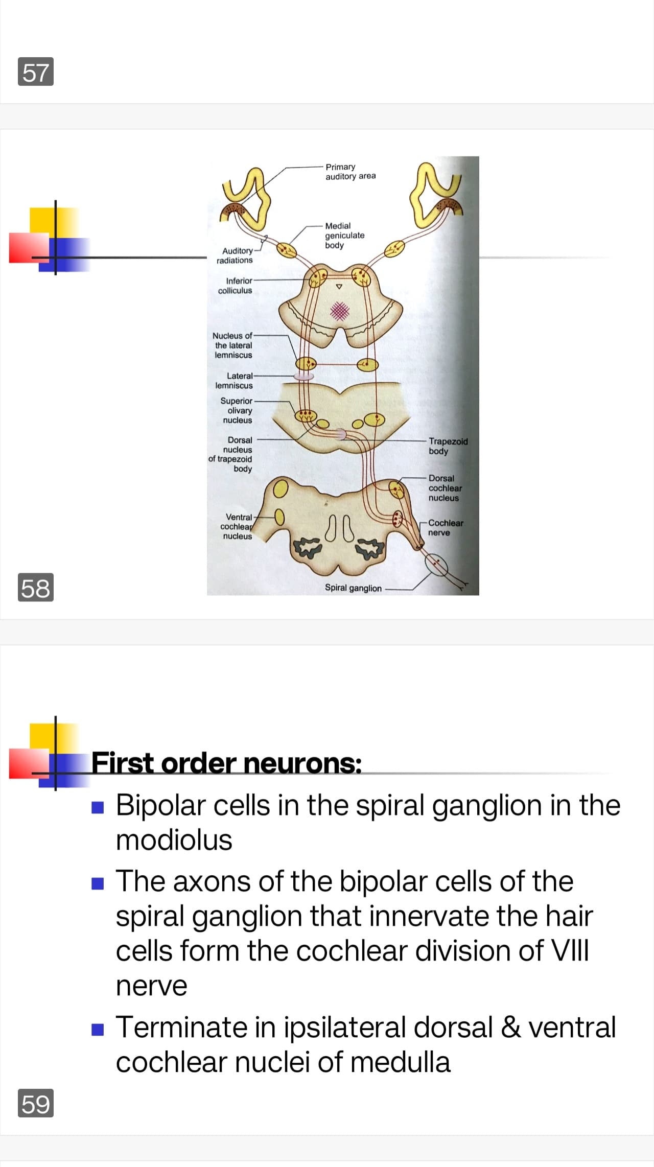 Auditory pathway  - Slide 1
