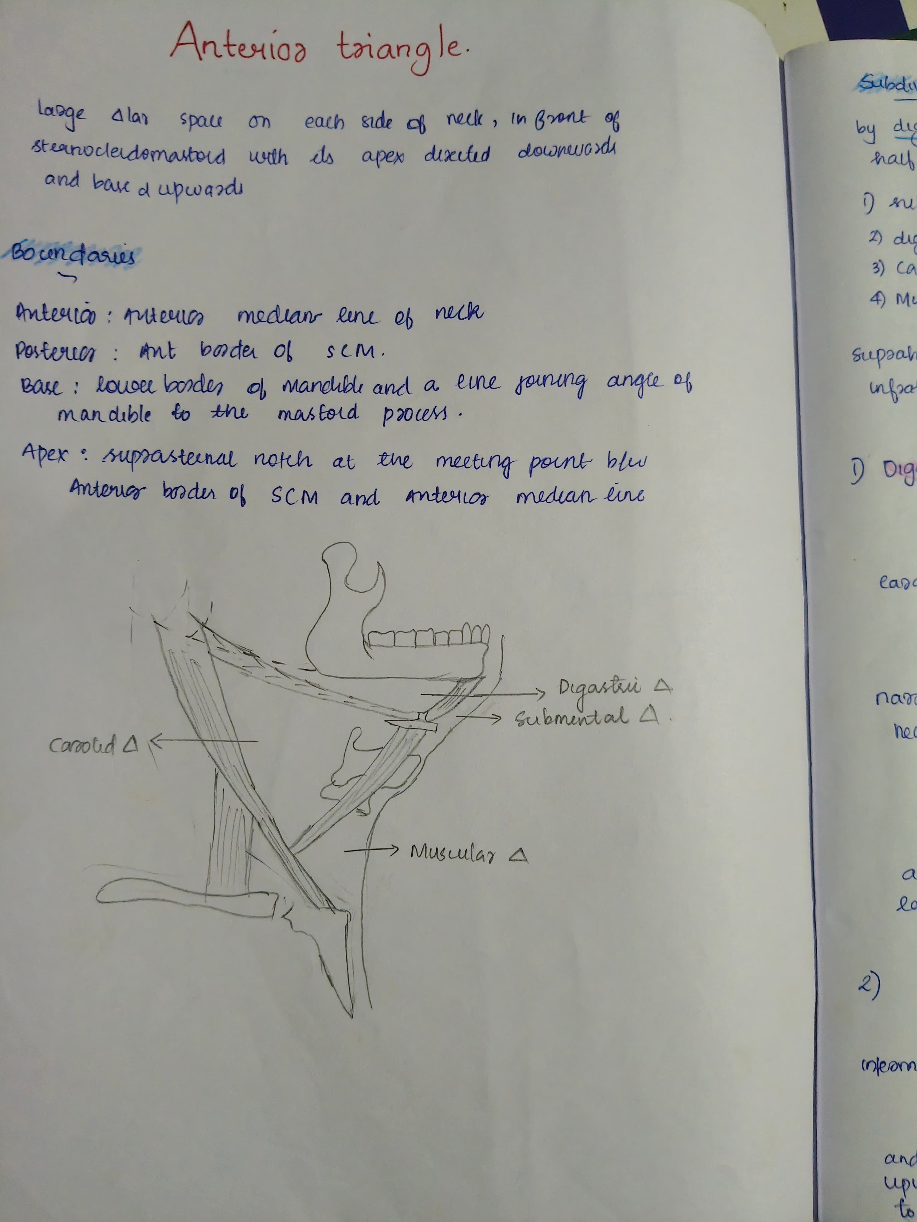 Anterior triangle  - Slide 1