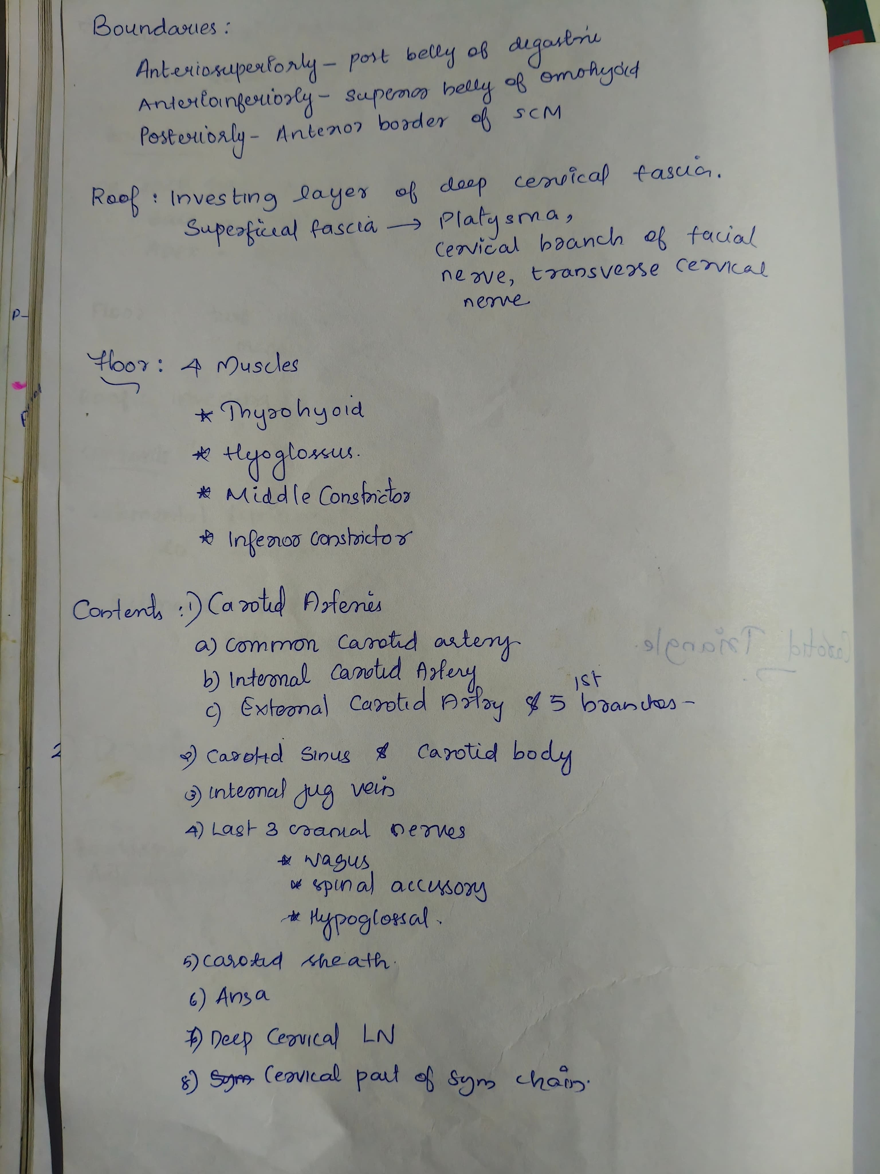 Carotid traingle  - Slide 1