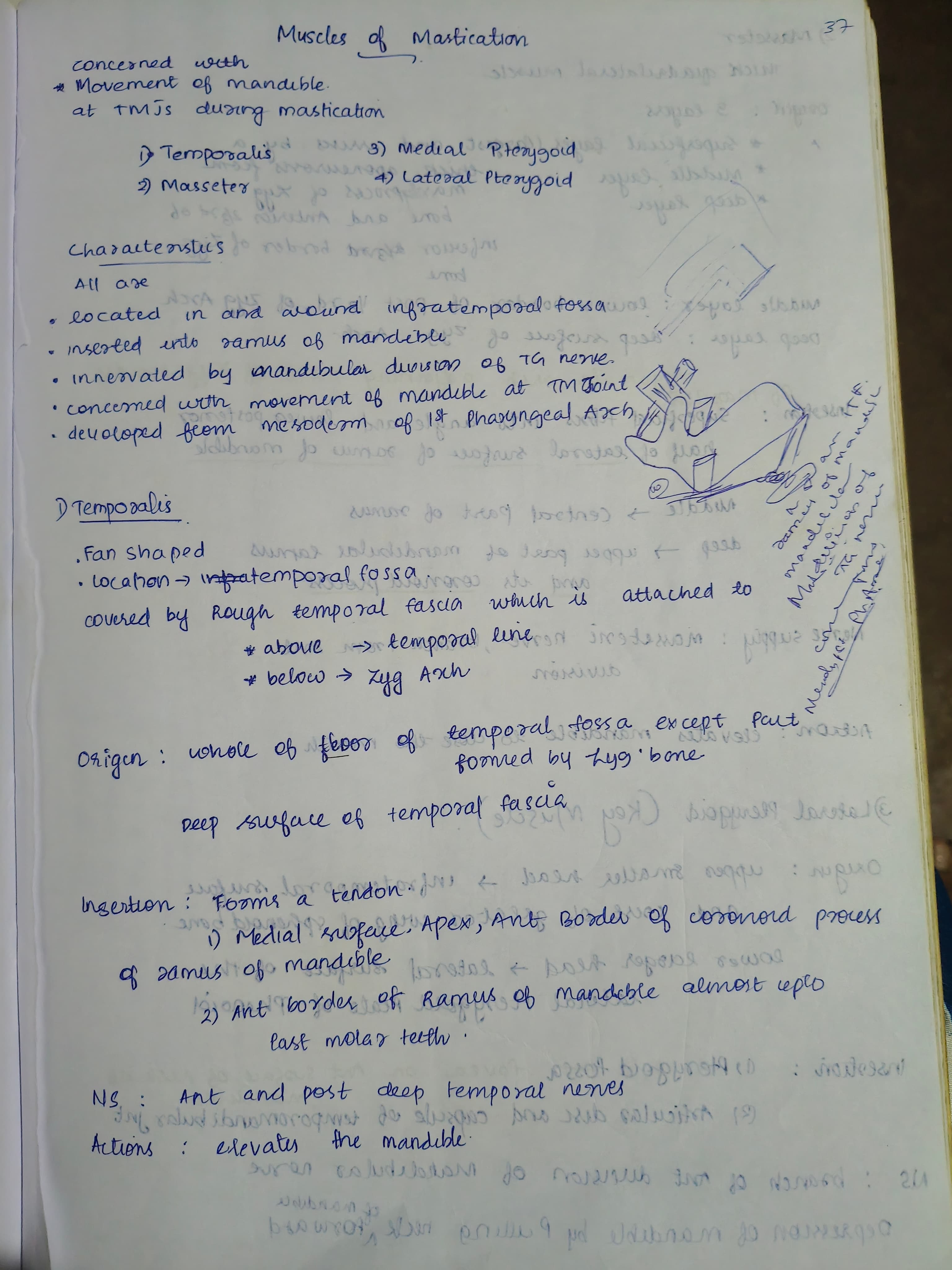 Muscles of mastication  - Slide 1