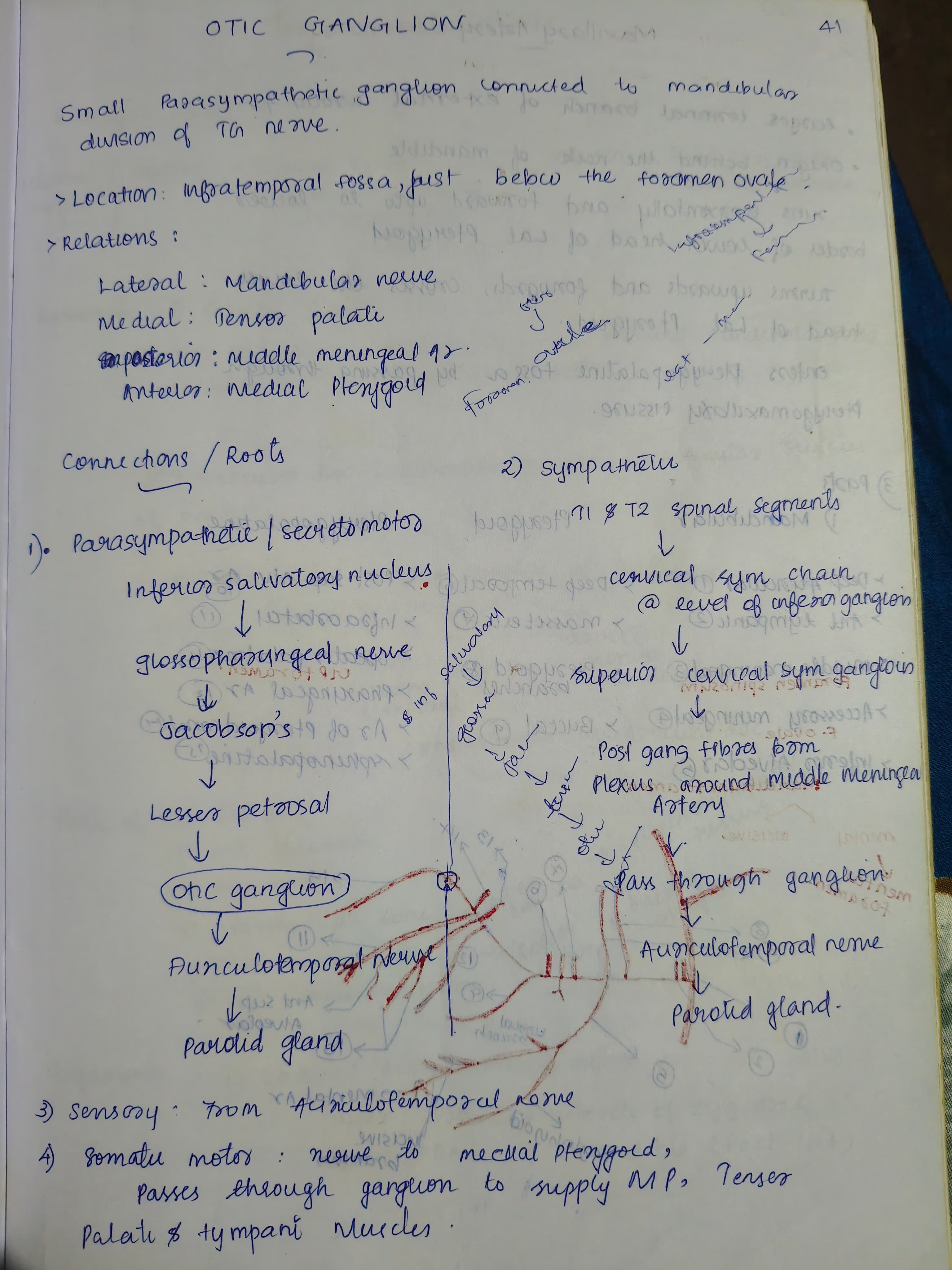 Optic ganglion 