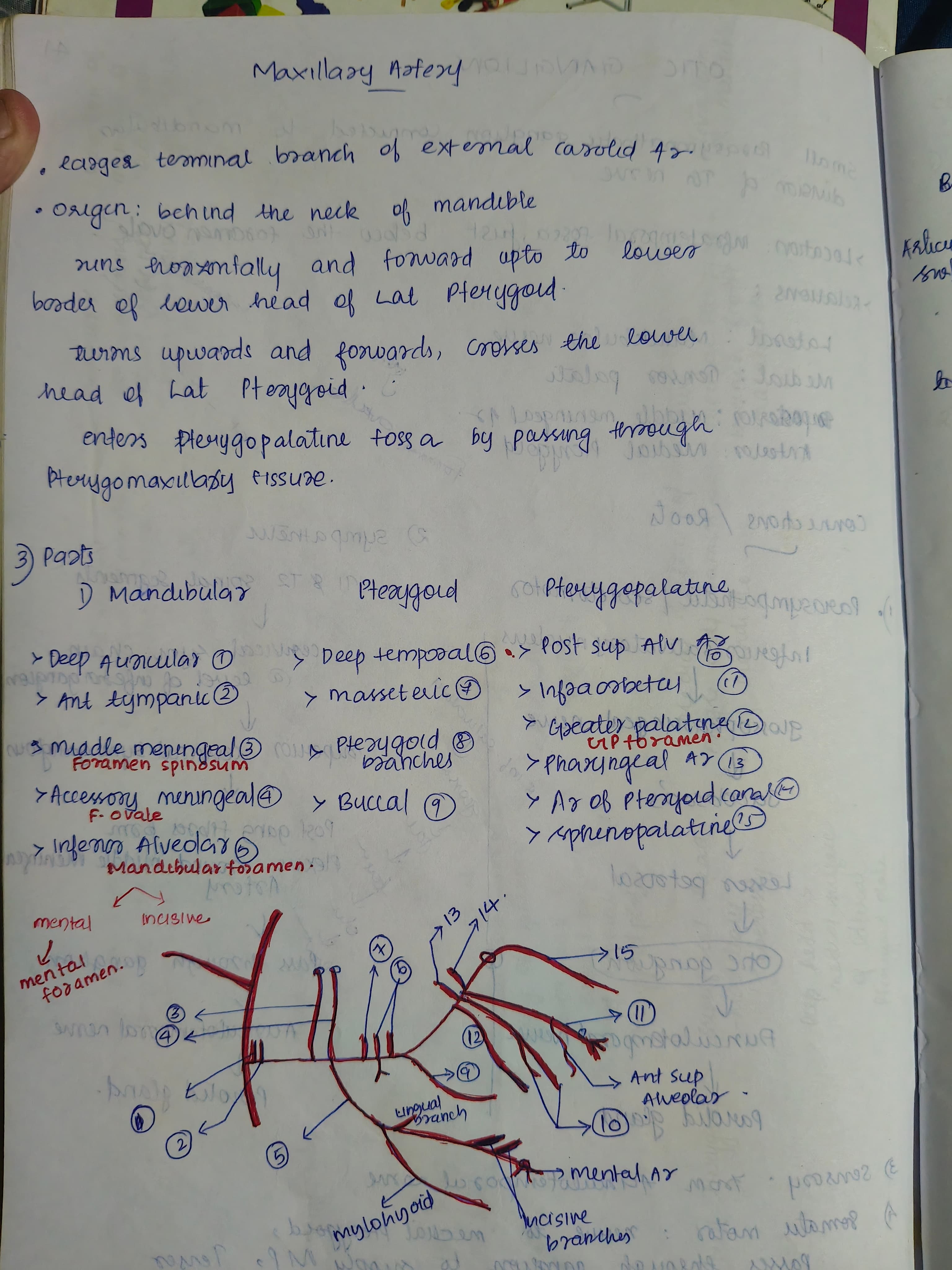 Maxillary artery
