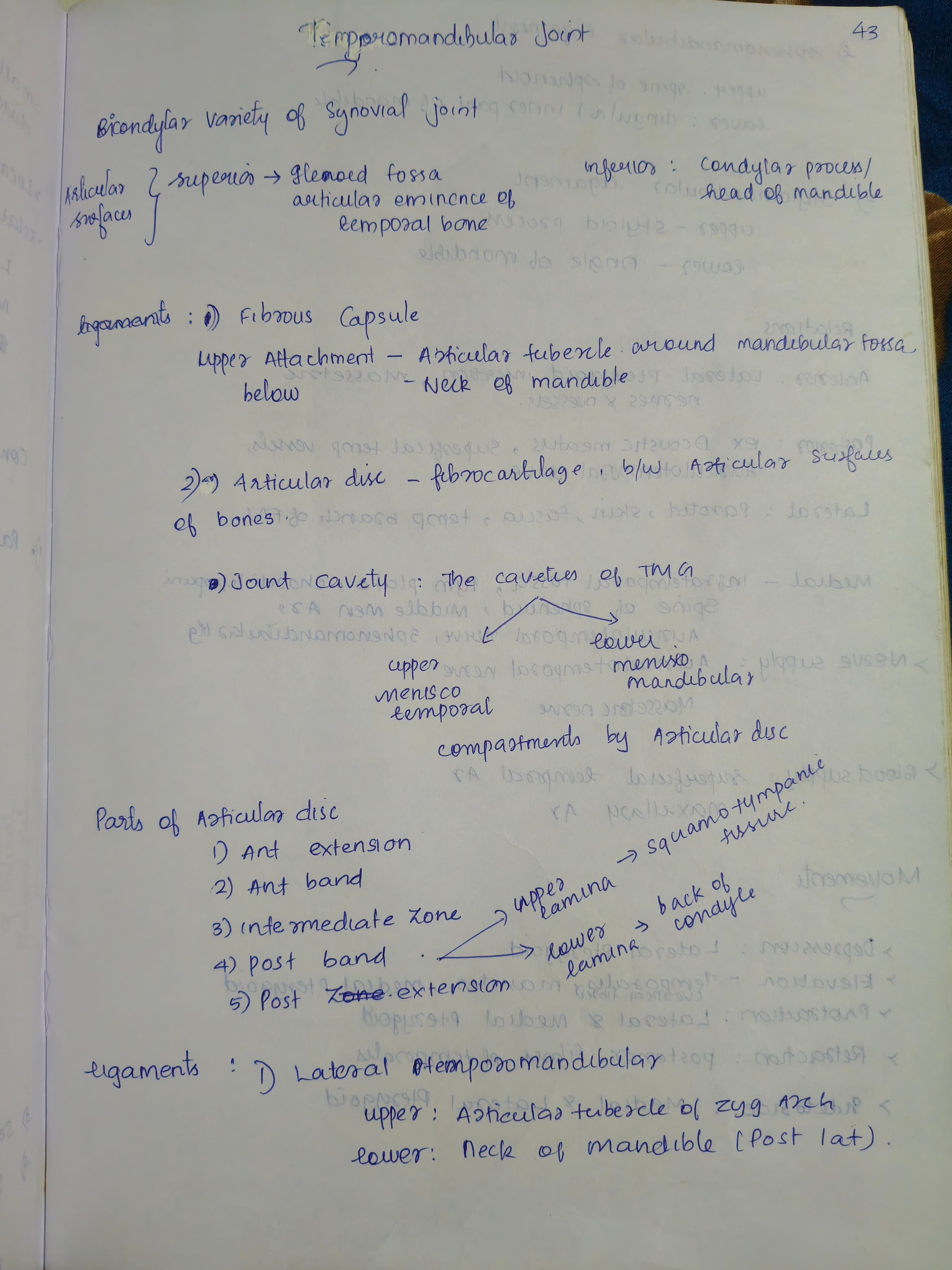 Temperomandibular joint - Slide 1