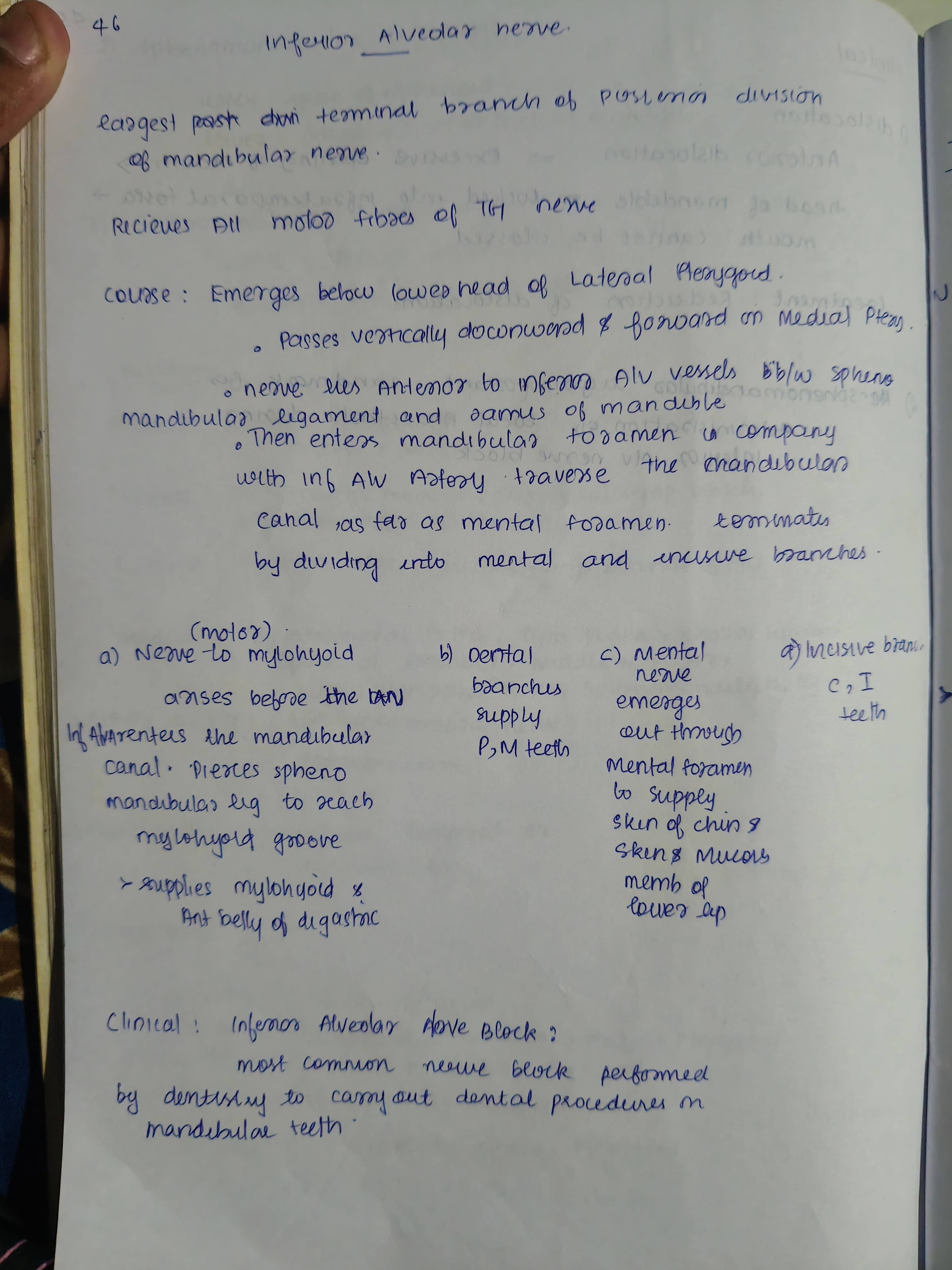 Inferior alveolar nerve 