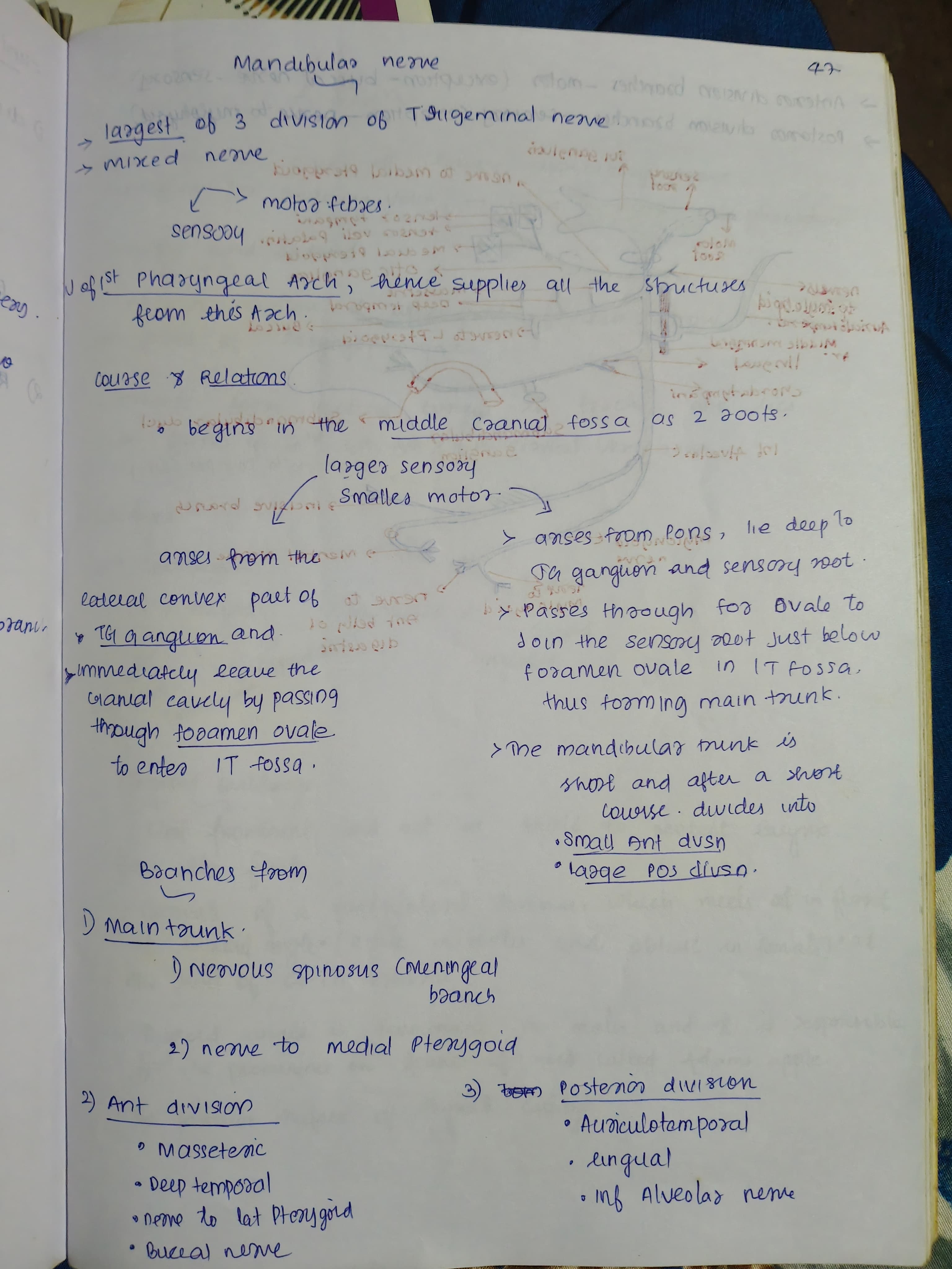 Mandibular nerve - Slide 1