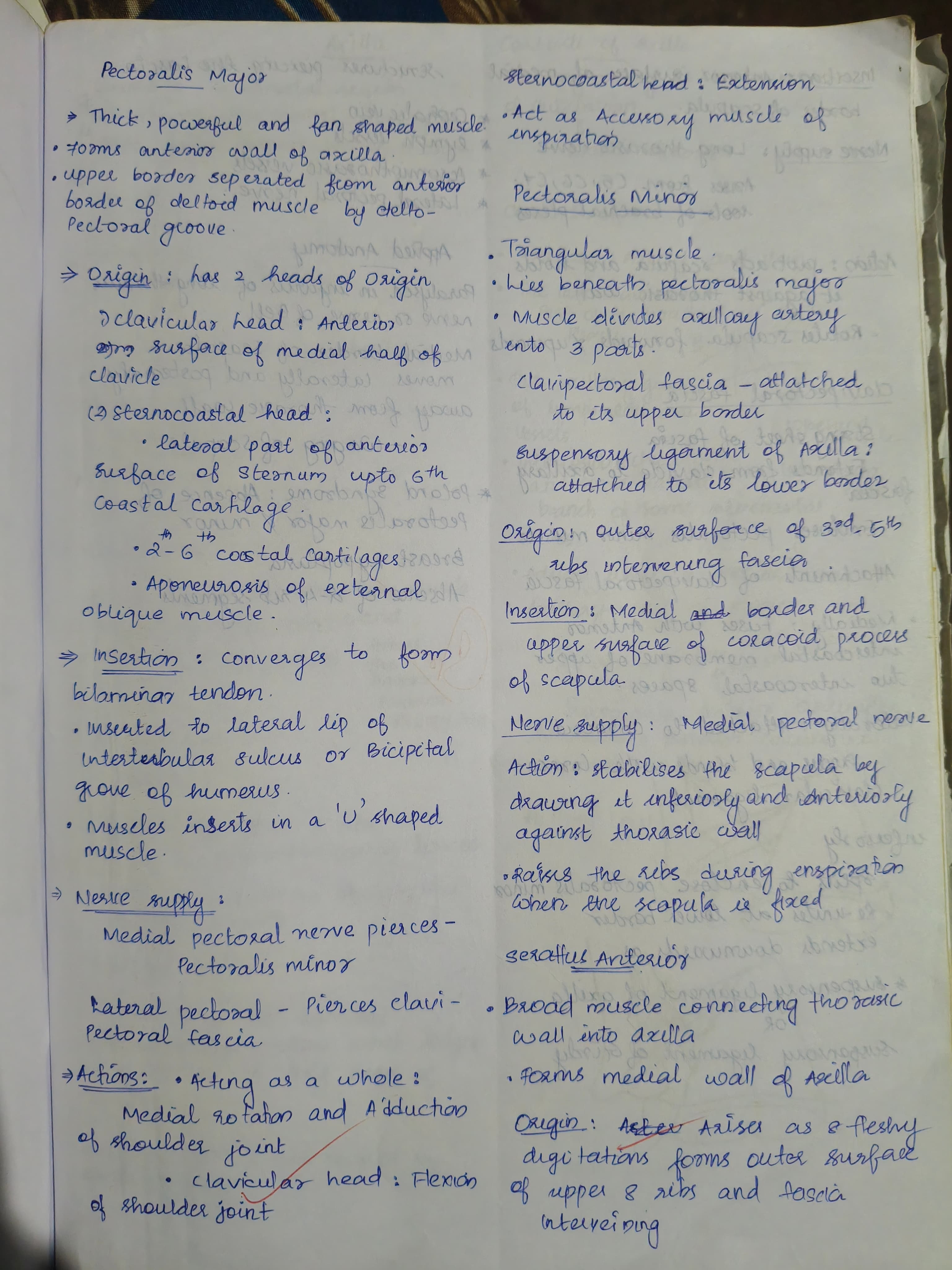 Pectoralis major and minor - Slide 1