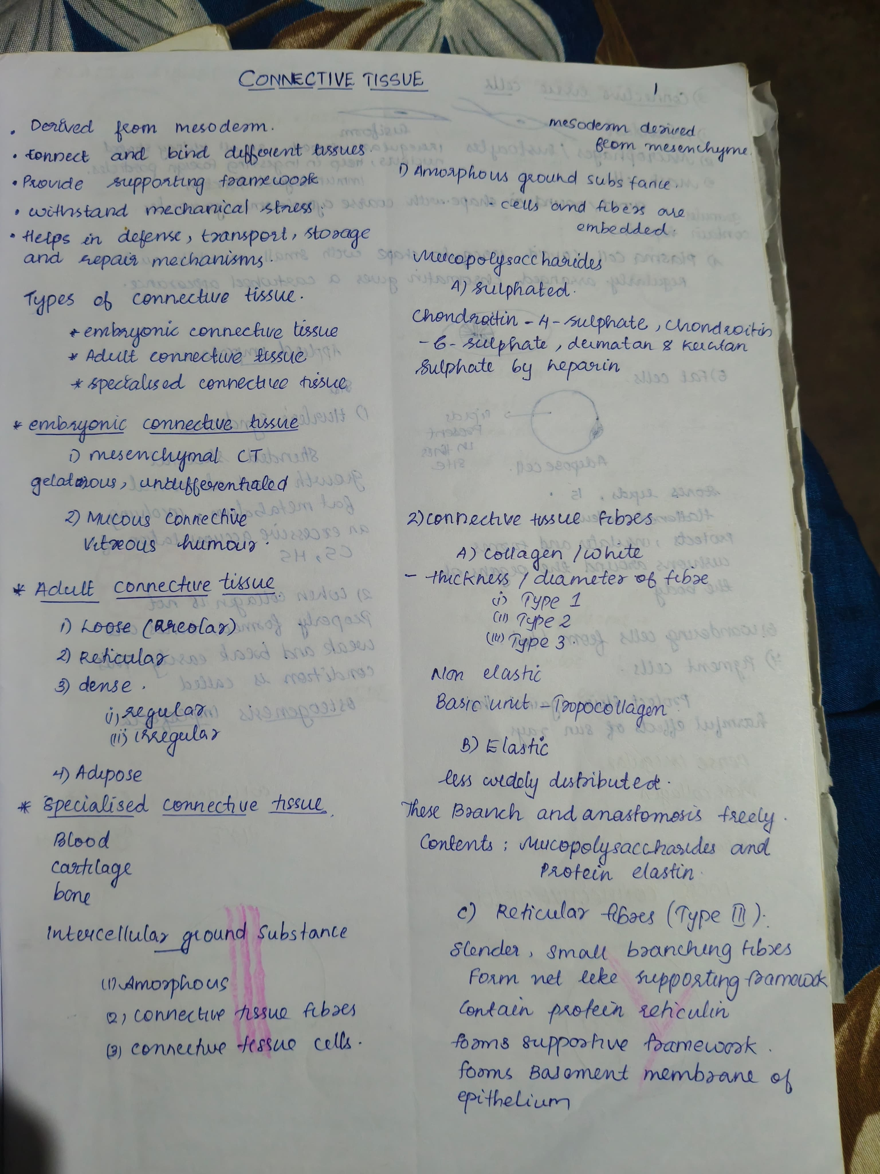 Connective tissue  - Slide 1