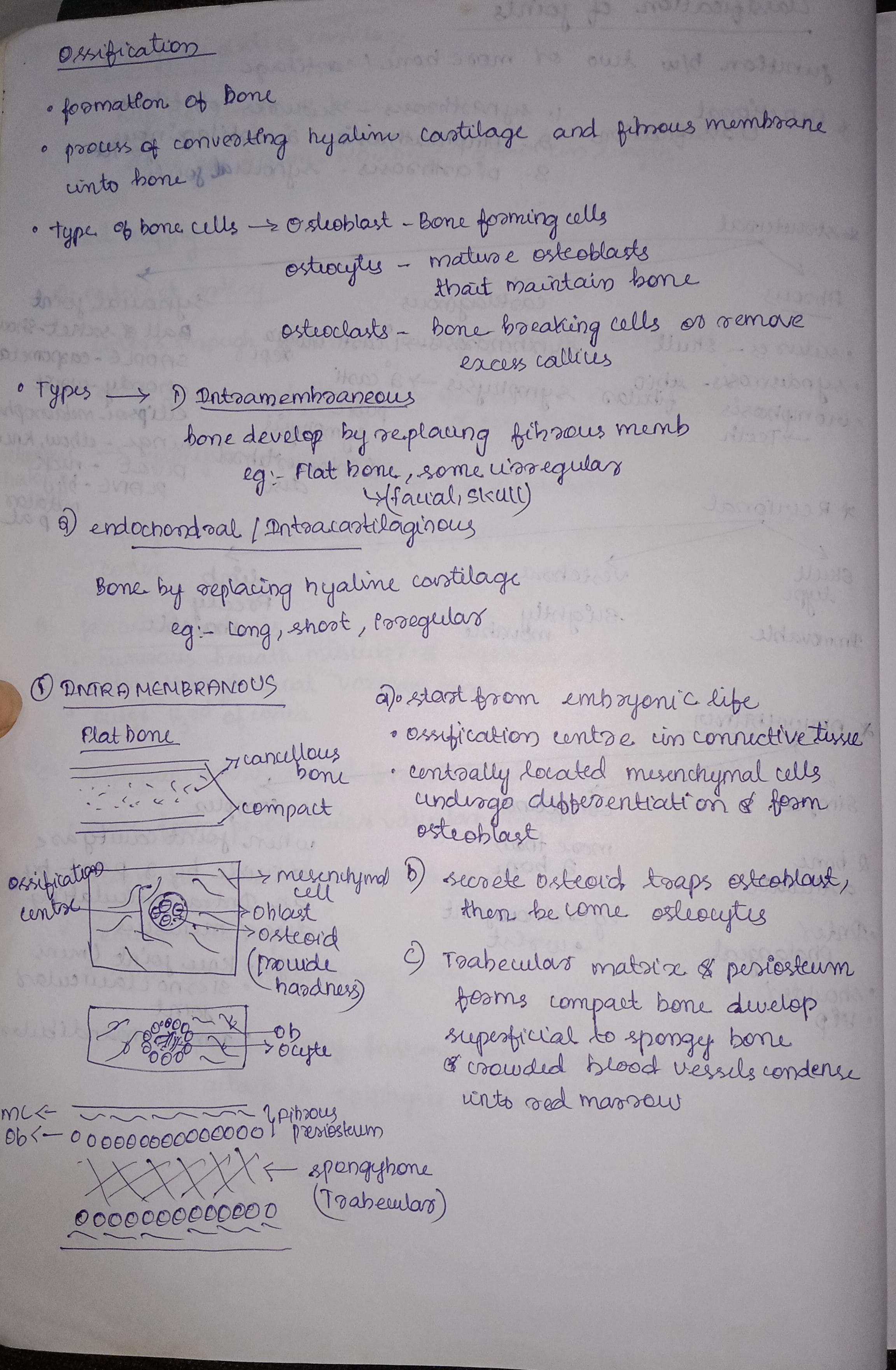 Ossification  - Slide 1