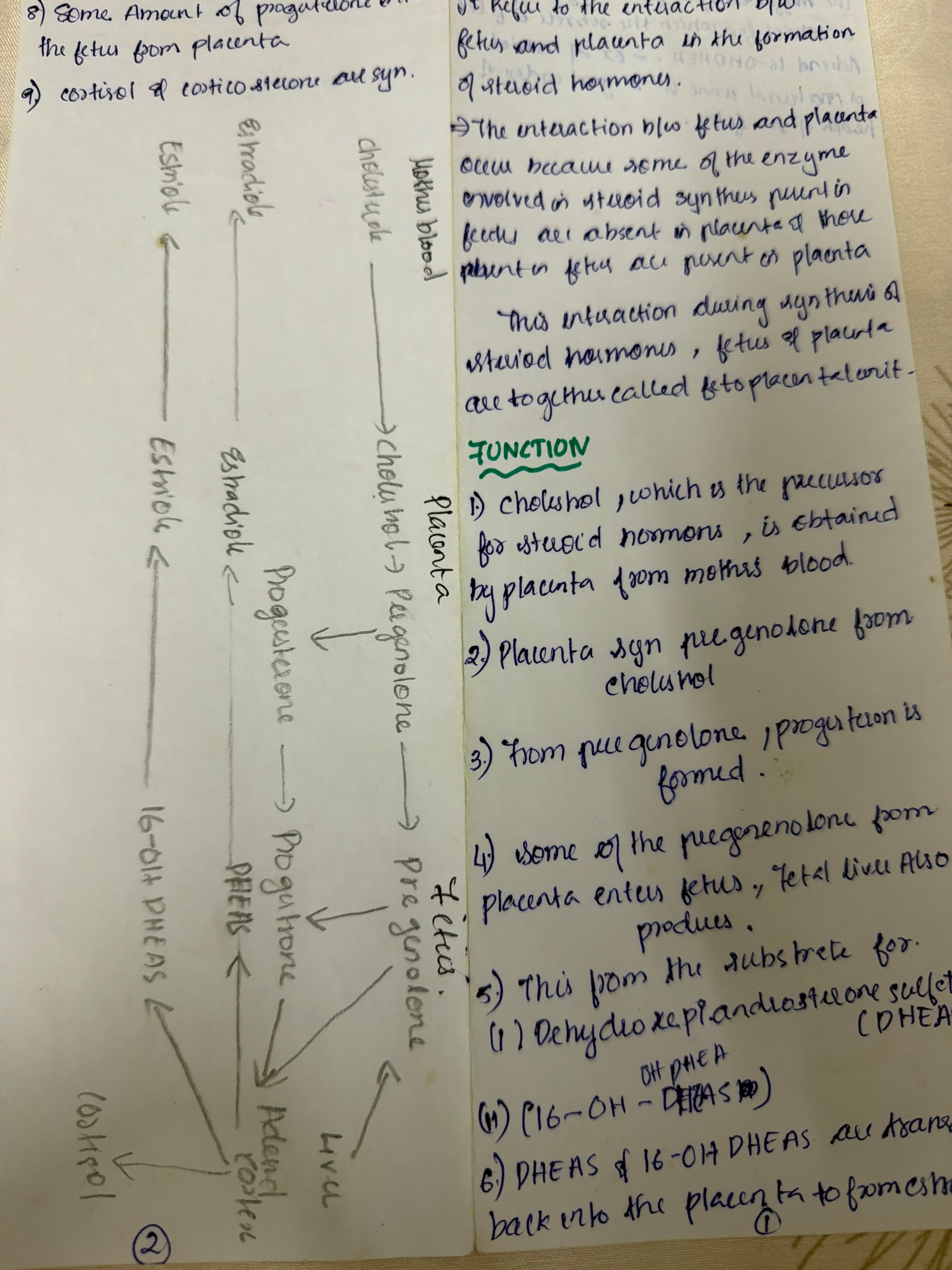 Fetoplacental unit