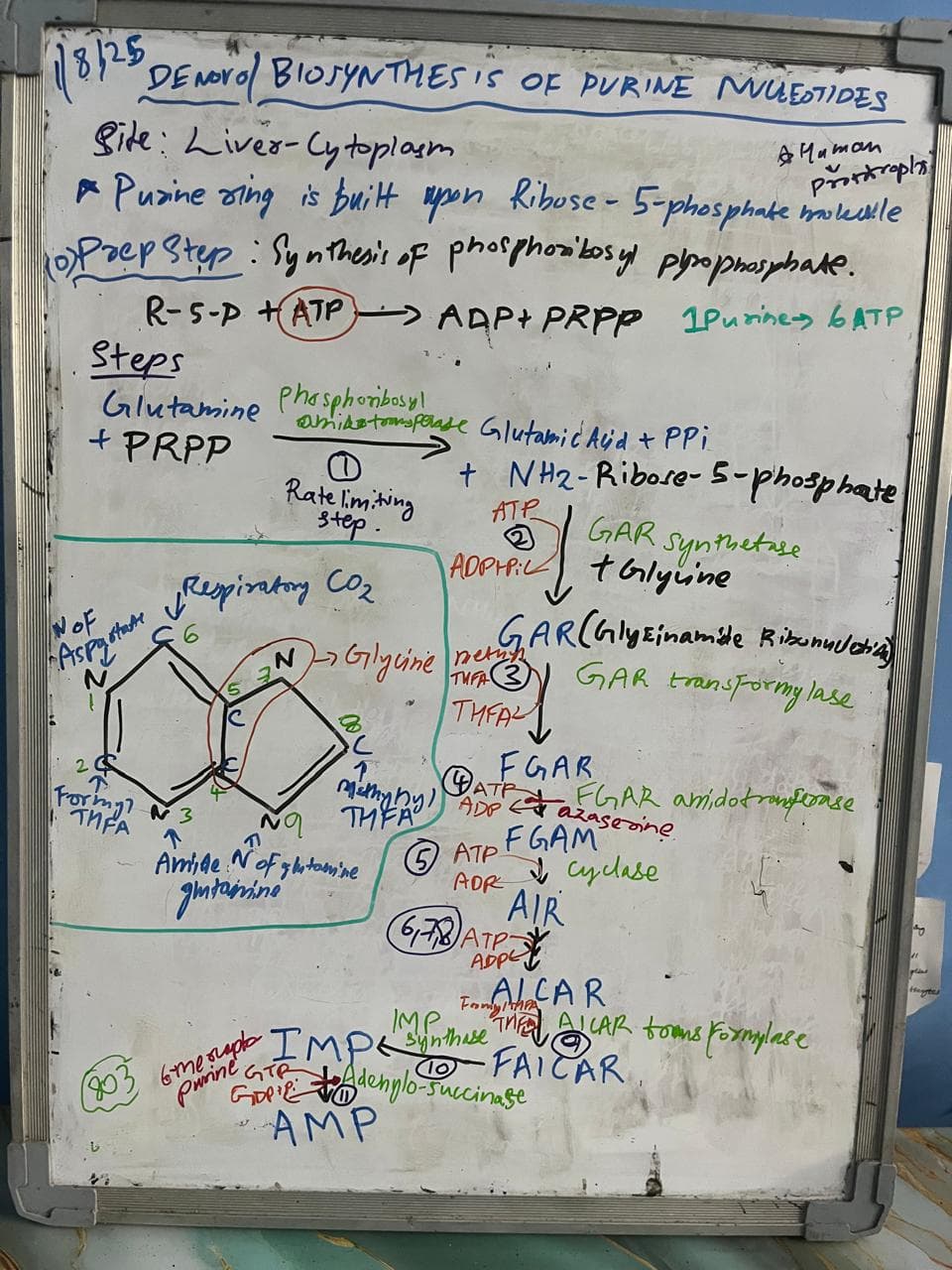Biosynthesis of purine nucleotides